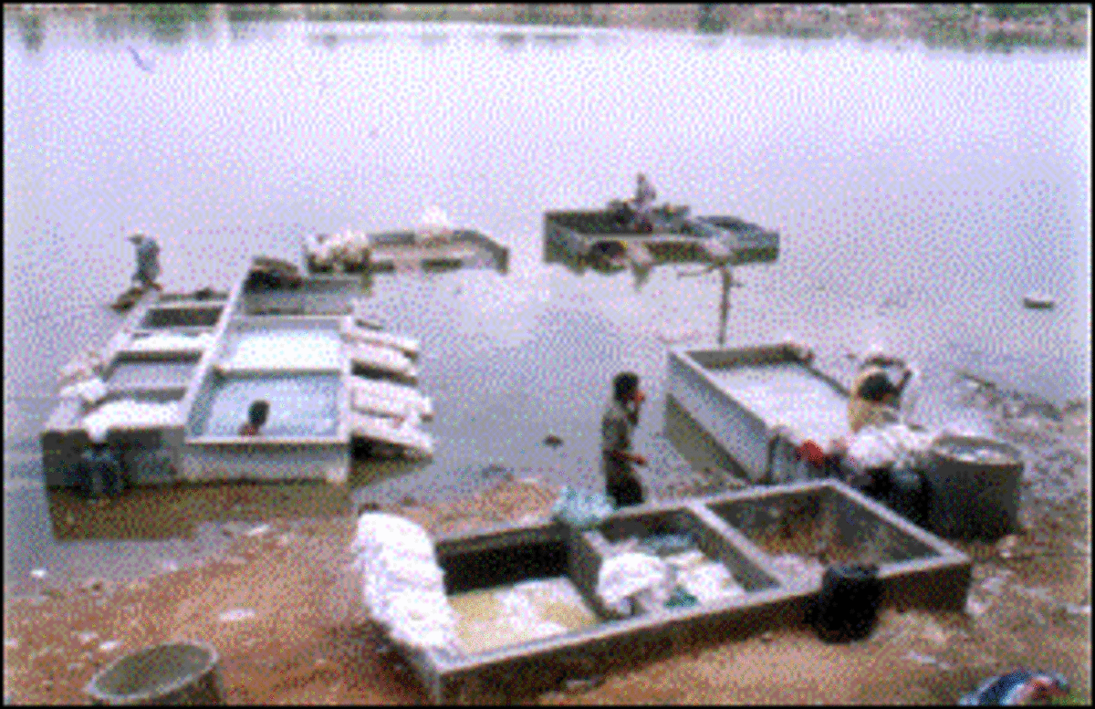 Am I Eating Poison Catfish HubPages