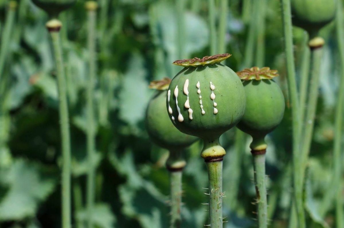 Britain’s Opium Trade and Its Impact on China - Owlcation