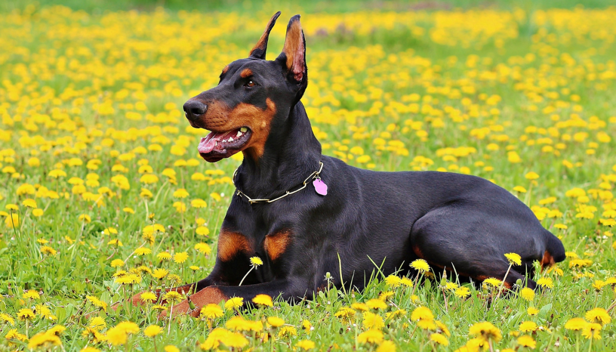 The Ultimate Guide to Doberman Pinschers: Breed Characteristics, Care, and Training
