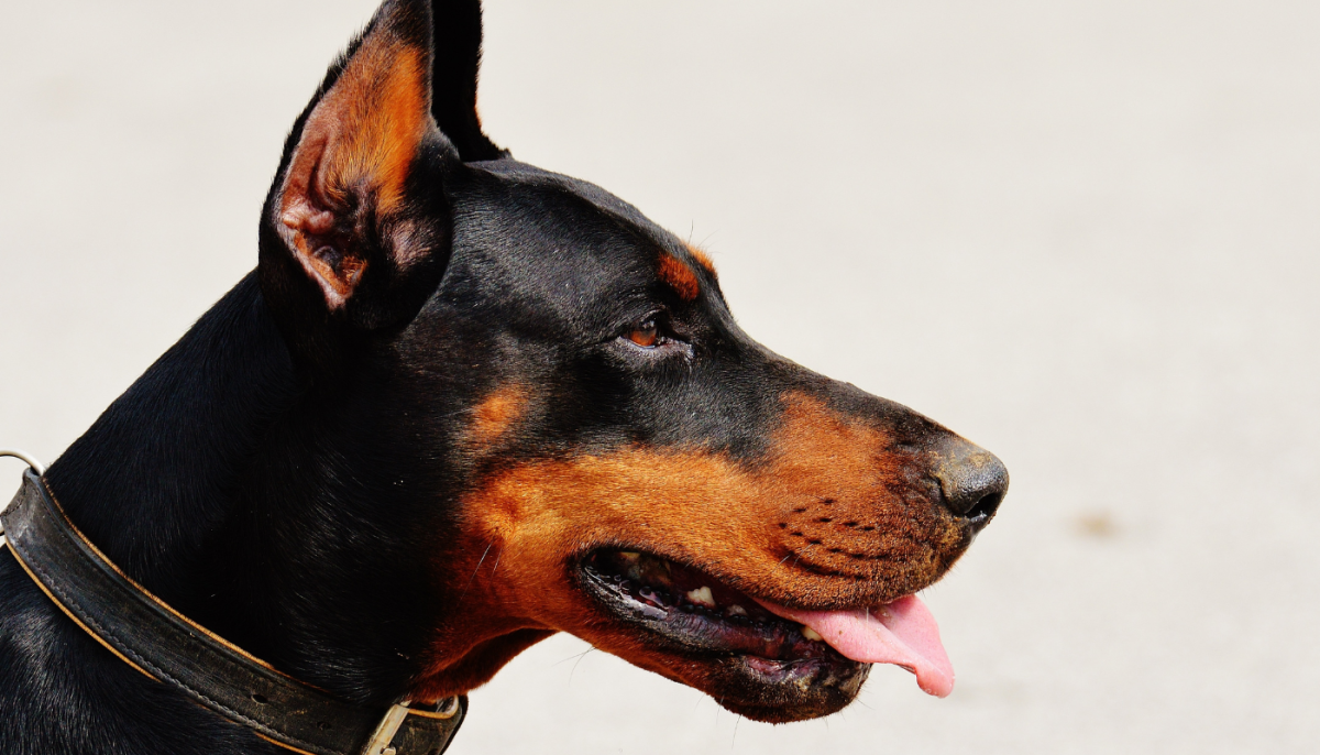 The Ultimate Guide to Doberman Pinschers Breed Characteristics, Care