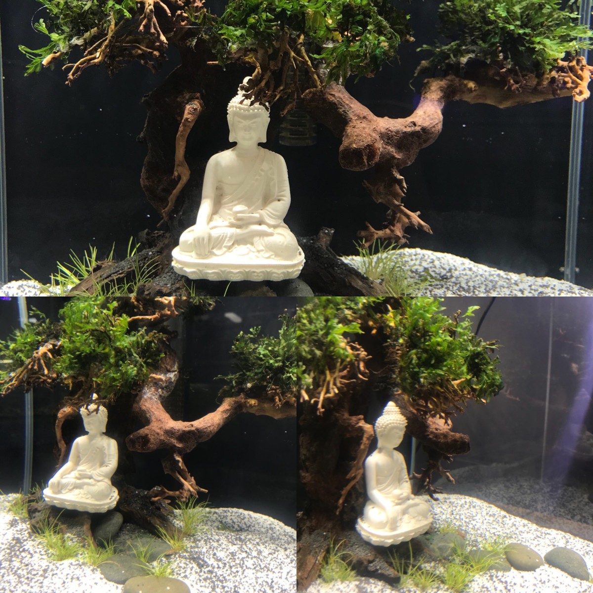 Creating the Bodhi Tree Nano Aquascape - HubPages