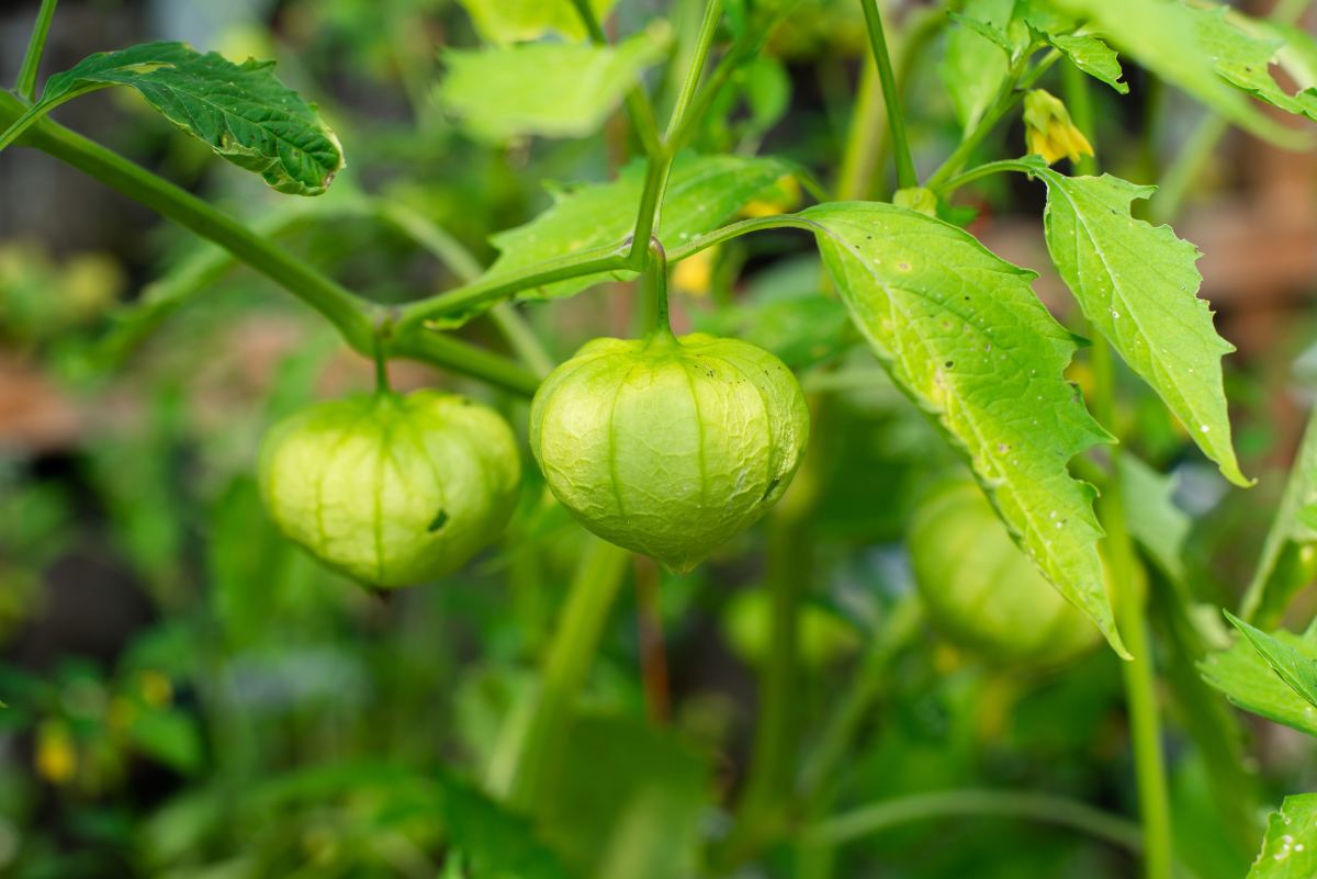 Tomatillos vs. Green Tomatoes: Similarities and Differences