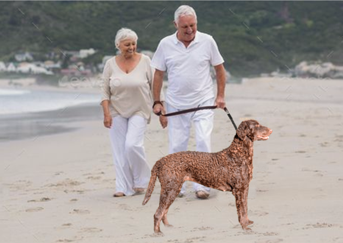 21 Best Dog Breeds for Senior Citizens HubPages