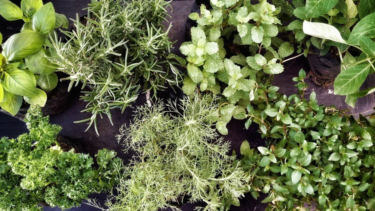 How to Make Your Herbs Last Through the Winter