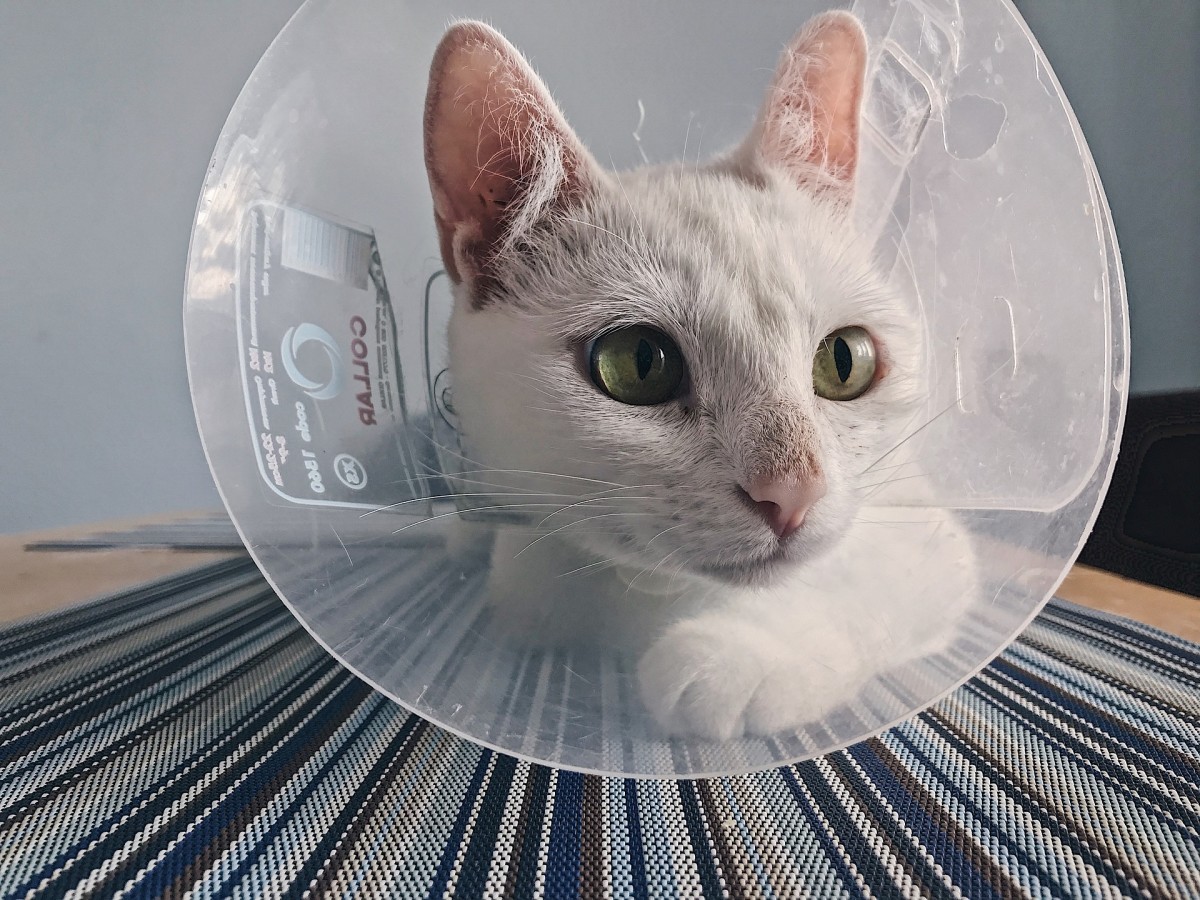 Care Tips and Changes to Expect After Neutering Your Cat