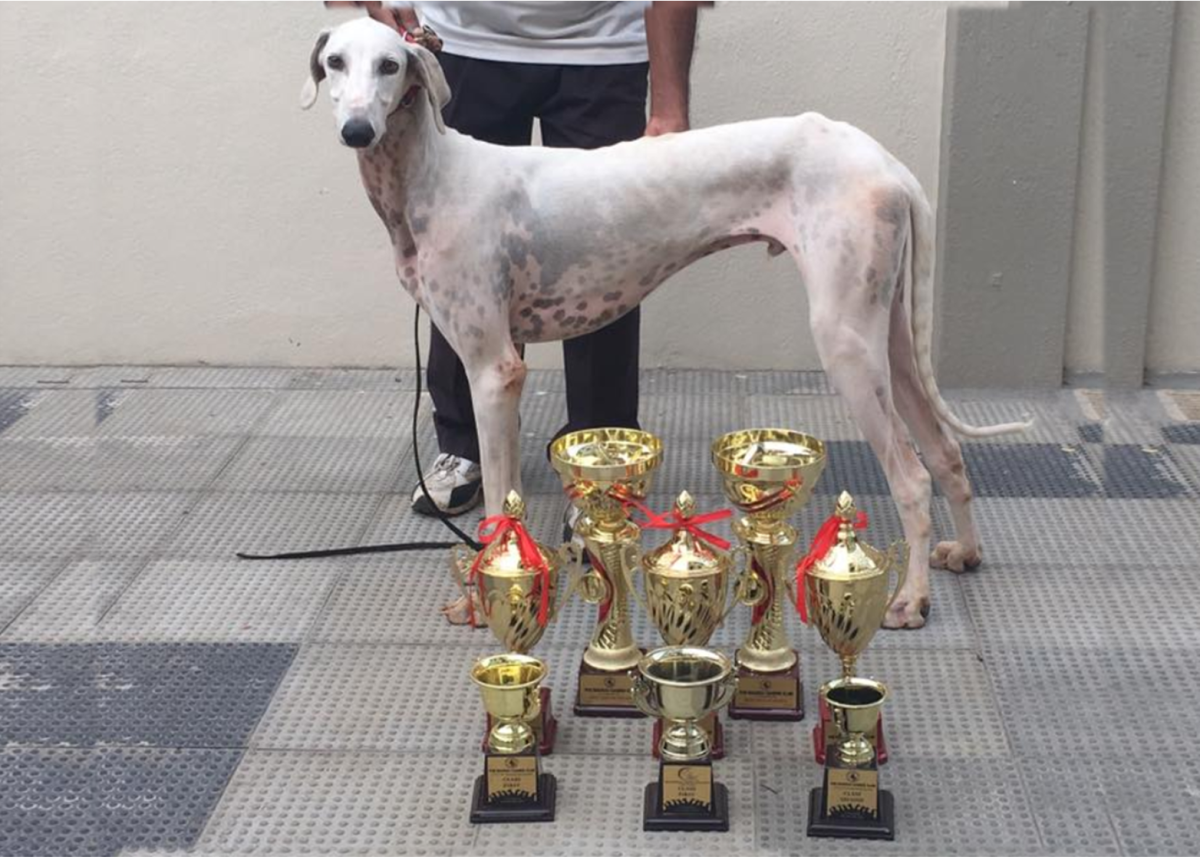 Mudhol hound dog hot sale for sale olx