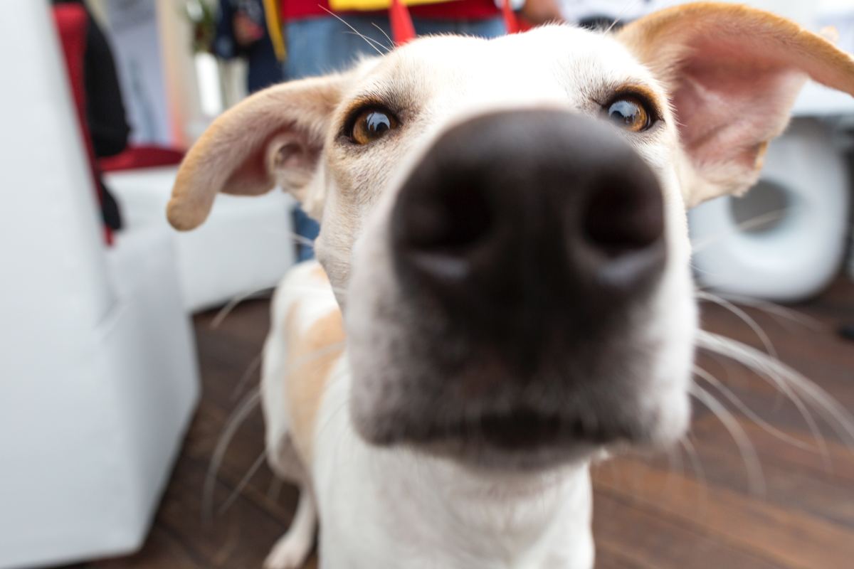 Why Do Dogs Sniff Your Crotch?