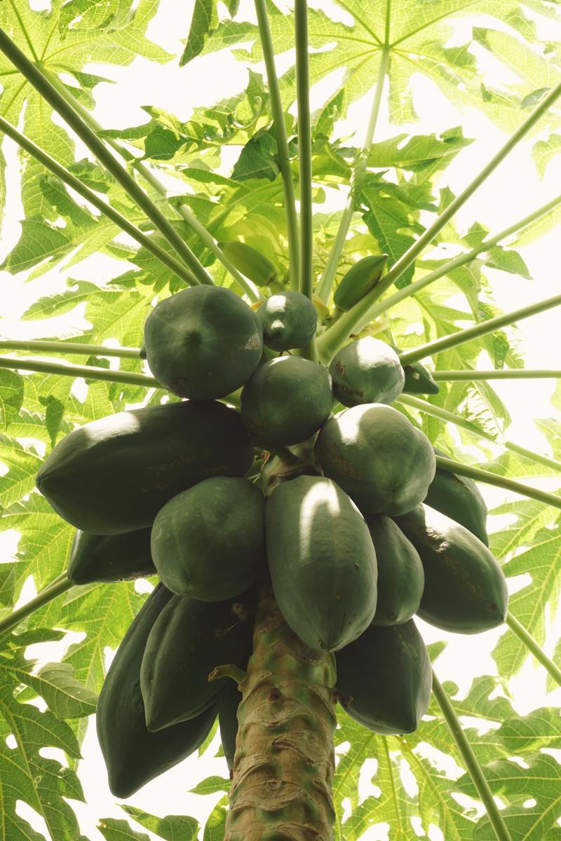 Pawpaw Fruit A Remedy Good For Digestion HubPages