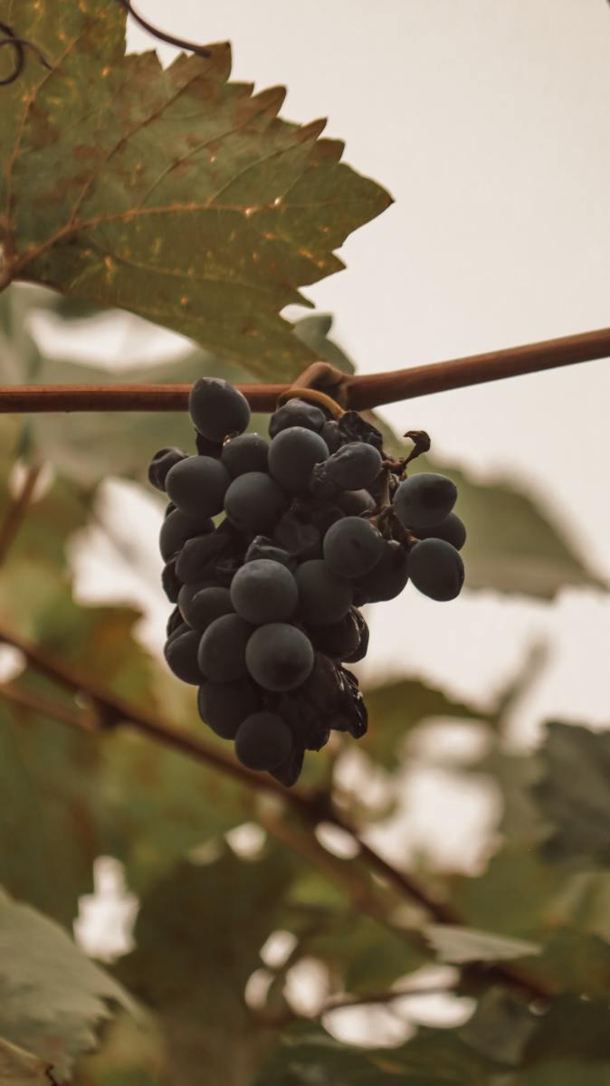 Facts About Consuming Grapes Everyday HubPages