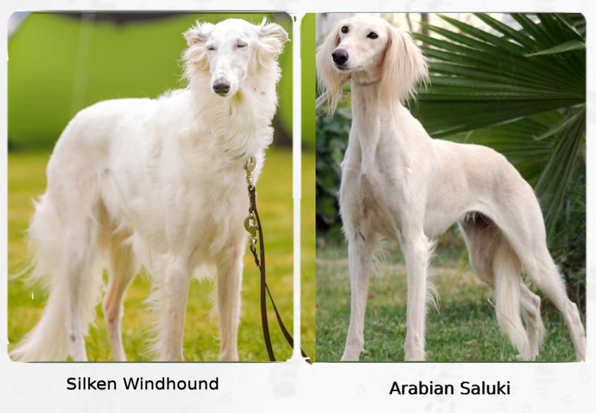 11 Dogs That Look Like Arabian Salukis HubPages