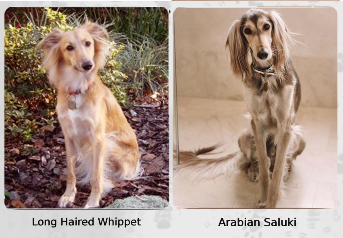 Saluki 2024 long hair