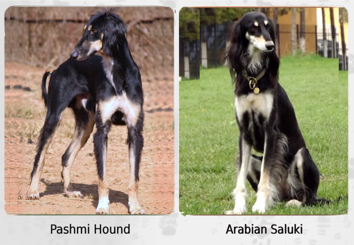 11 Dogs That Look Like Arabian Salukis HubPages