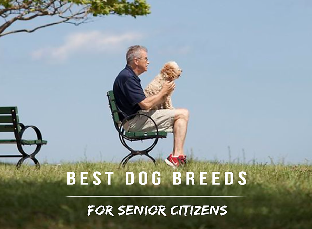 21 Best Dog Breeds for Senior Citizens