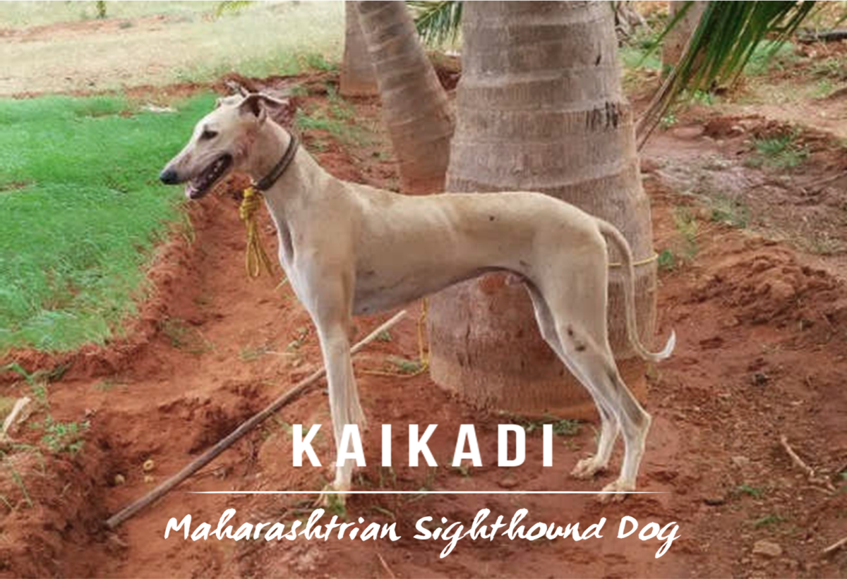 Kaikadi: Dog Breed Information, Facts and Characteristics