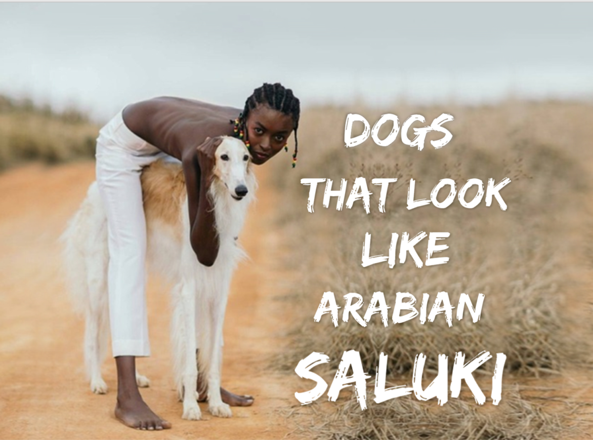 11 Dogs That Look Like Arabian Salukis