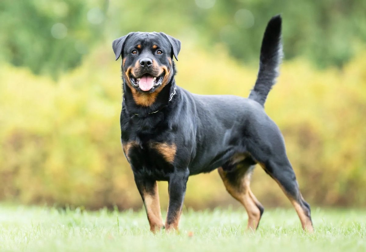 9 Dog Breeds That Are Primarily Black in Color