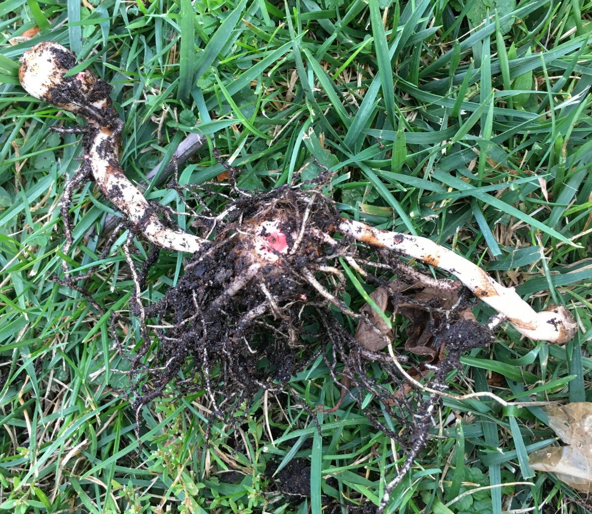 Help! What Is Growing off My Corms and Bulbs?