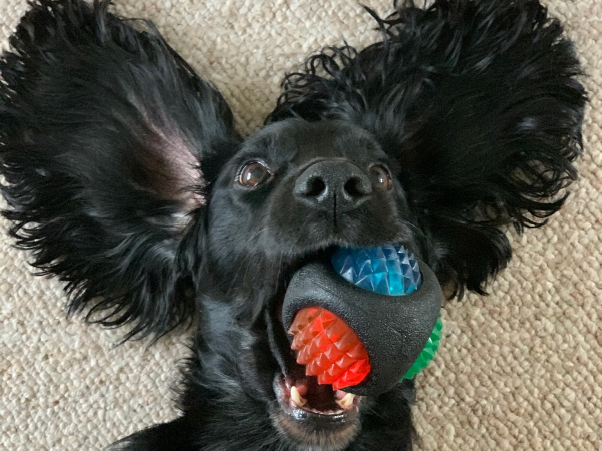 What Kind of Mental Stimulation Do Dogs Need?
