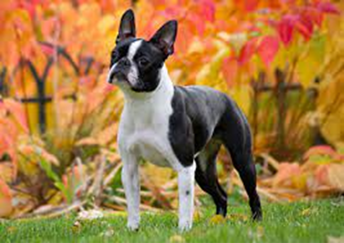 10 LowMaintenance Small Dog Breeds PetHelpful