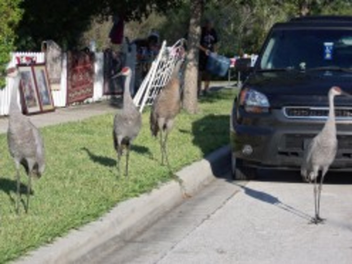 Confessions of a Garage Sale Junkie HubPages