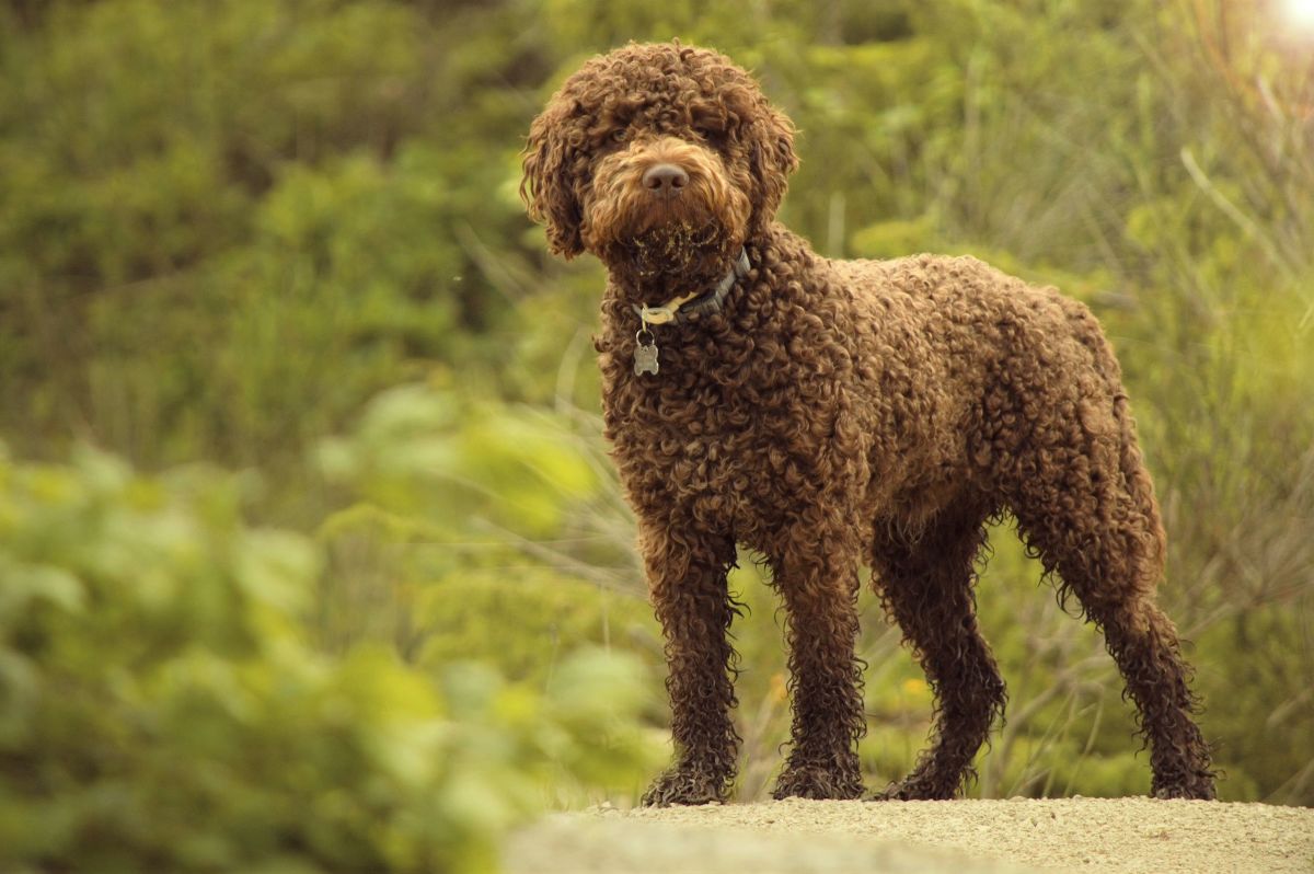 Lagotto Romagnolo