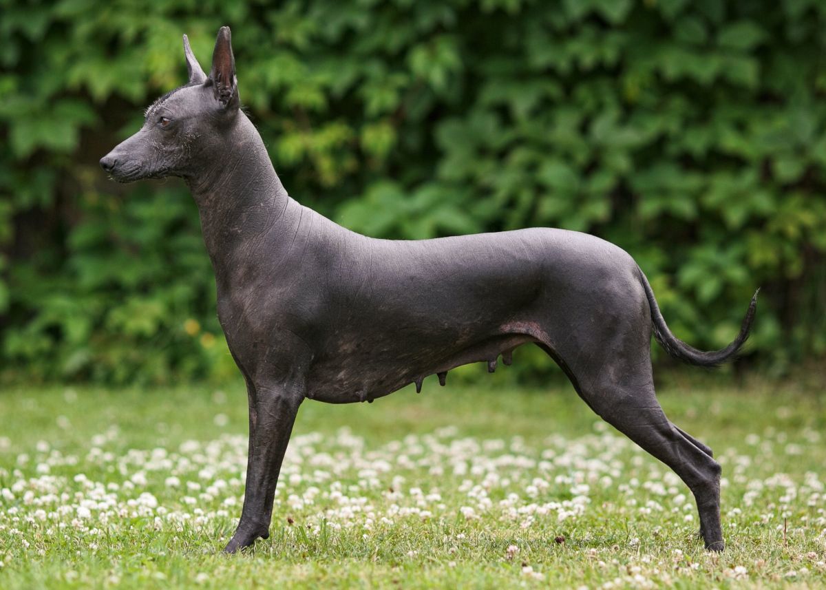 9 Rarest Dog Breeds in the World: Gems in Fur and History