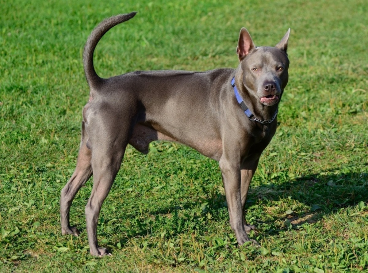 Thai Ridgeback