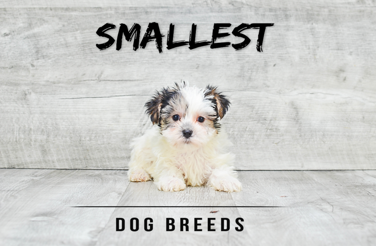11 Smallest Dog Breeds