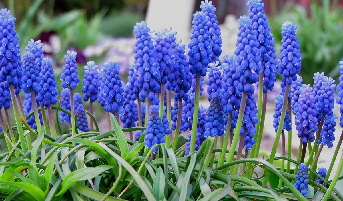 How to Grow Grape Hyacinths (Muscari) for Spring Color