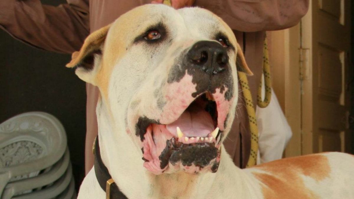 Pajabi Dog Xxx Vidio - Top 20 Indian Dog Breeds: Purchasing Price and Care - PetHelpful