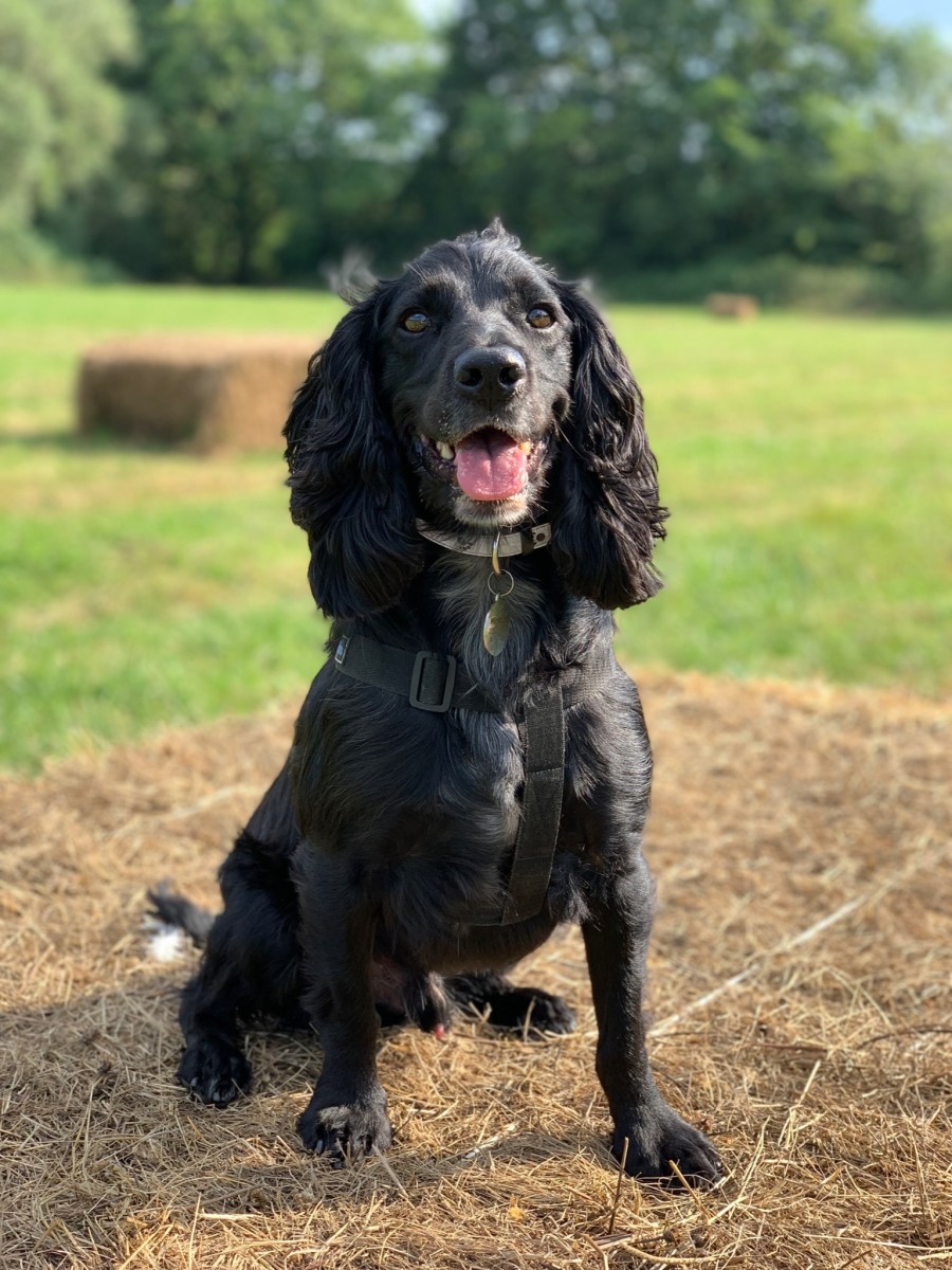 4 Great Health Benefits of Coconuts for Dogs PetHelpful