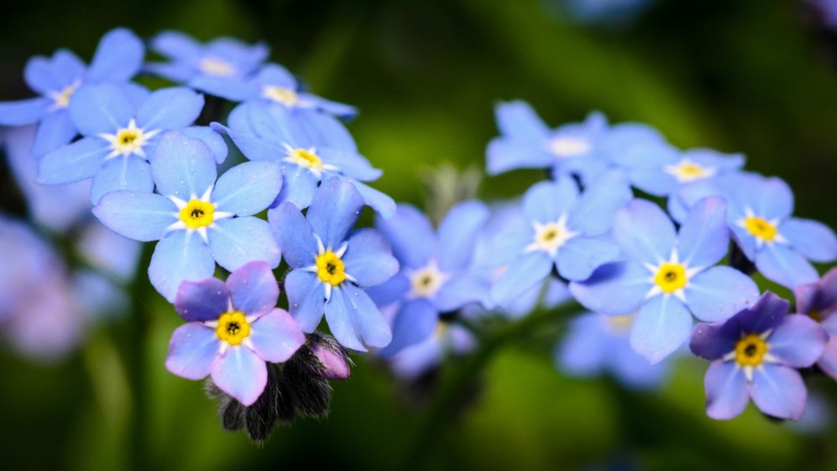 11 Plants That Produce Flowers With 5 Petals