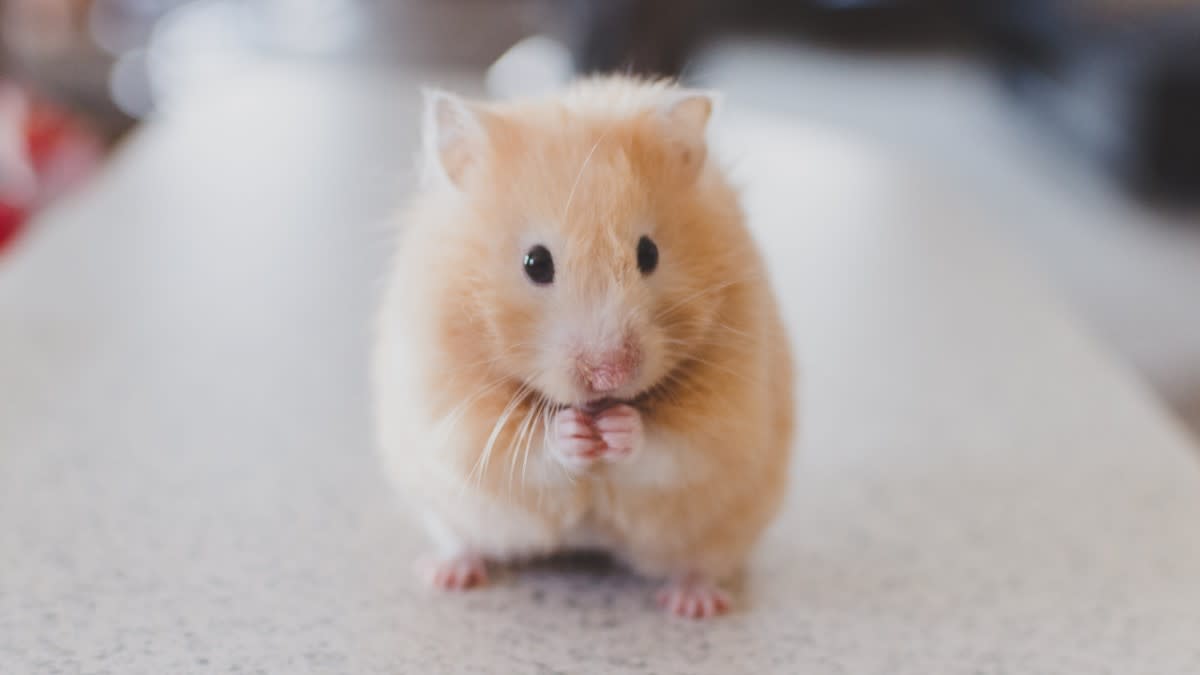 5 Reasons Not to Get a Pet Hamster