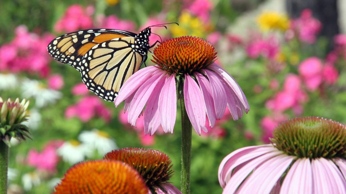 Purple Coneflower: A Classic Native Plant for Your Garden