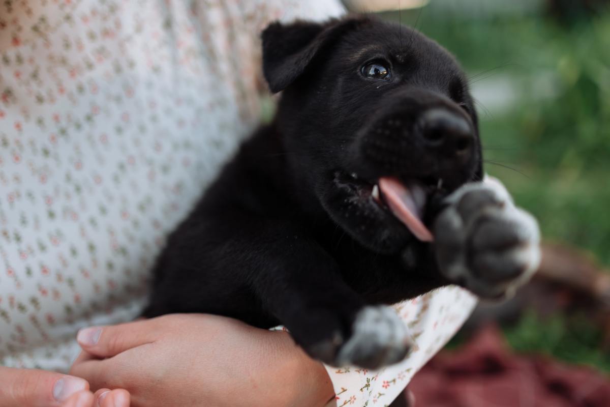 How to Stop Your Puppy's Hiccups: Tips and Tricks