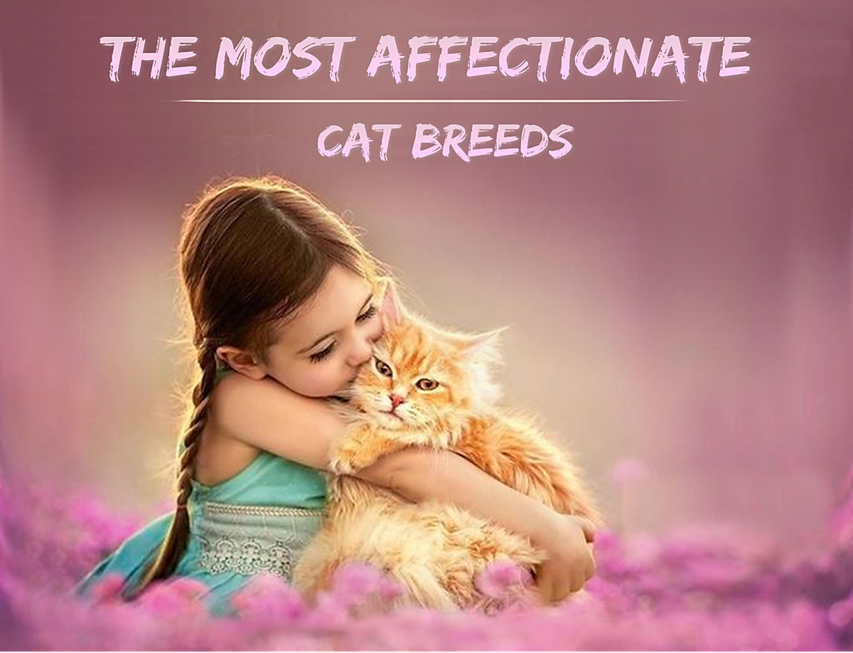 The 15 Most Affectionate Cat Breeds