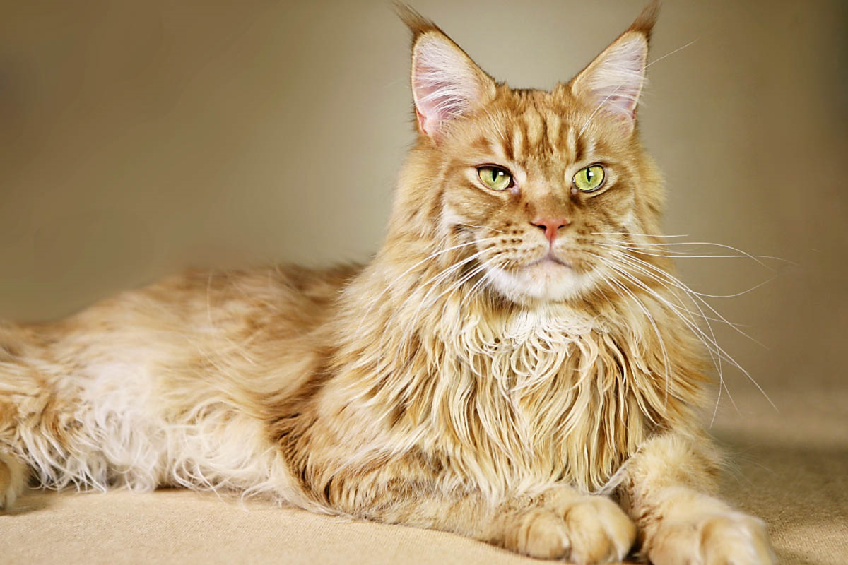 The most affectionate cat breeds - Webbox