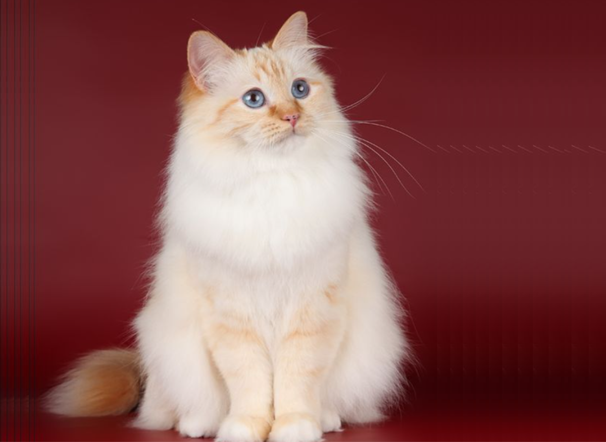 The 15 Most Affectionate Cat Breeds - HubPages