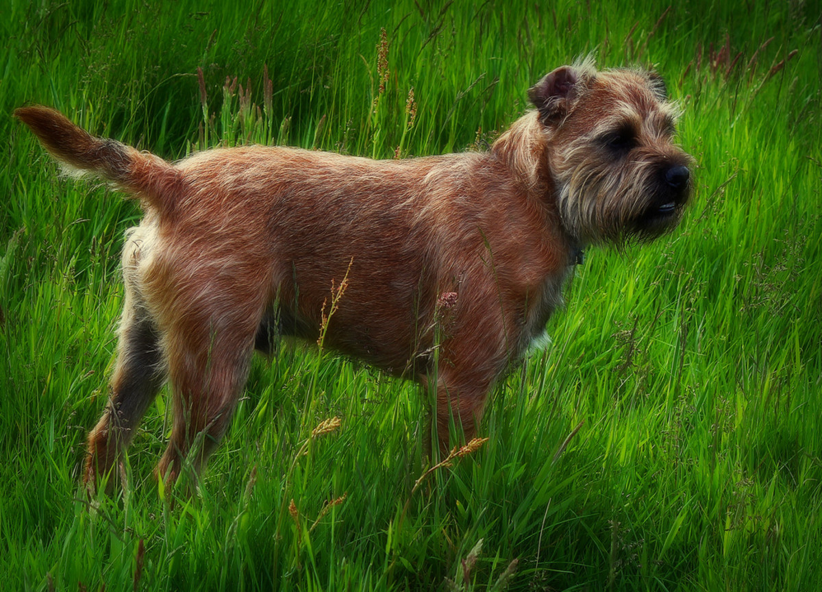 The Border Terrier: A Small Dog With Big Personality and Energy