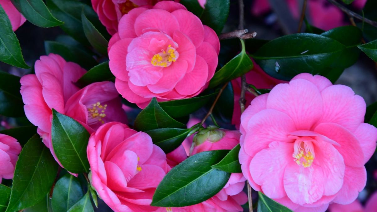 How to Plant Camellias in the Garden