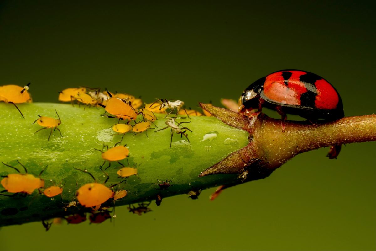 How to Deal With the Worst Garden Pests in the United States