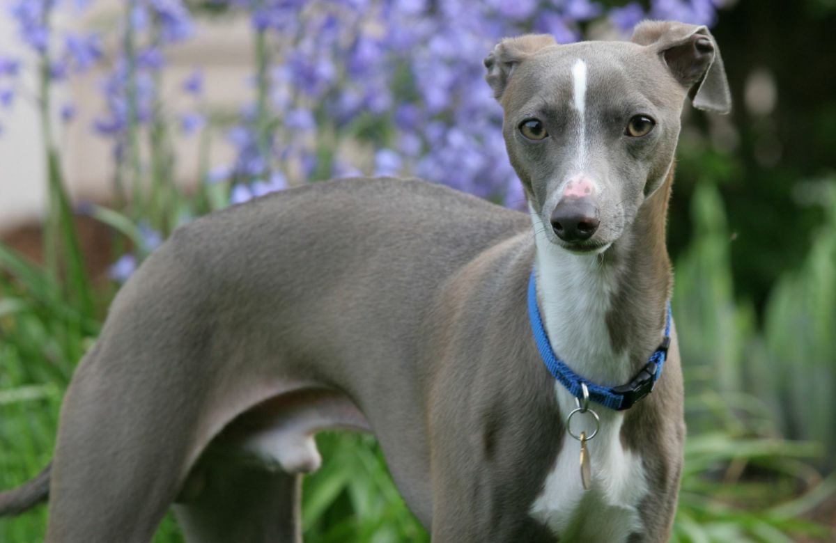 The Italian Greyhound A Graceful and Elegant Companion Breed PetHelpful