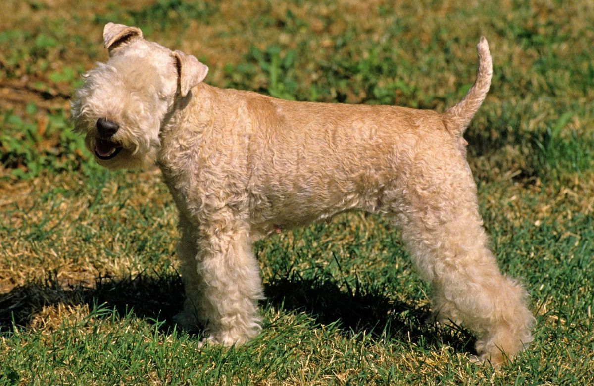 Wheaten sales lakeland terrier