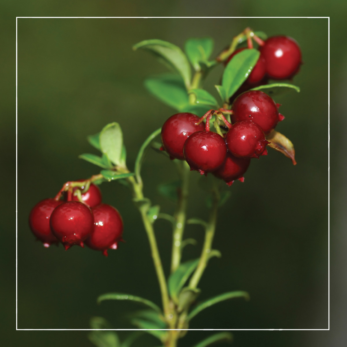 How to Grow Lingonberry (Vaccinium vitis-idaea)