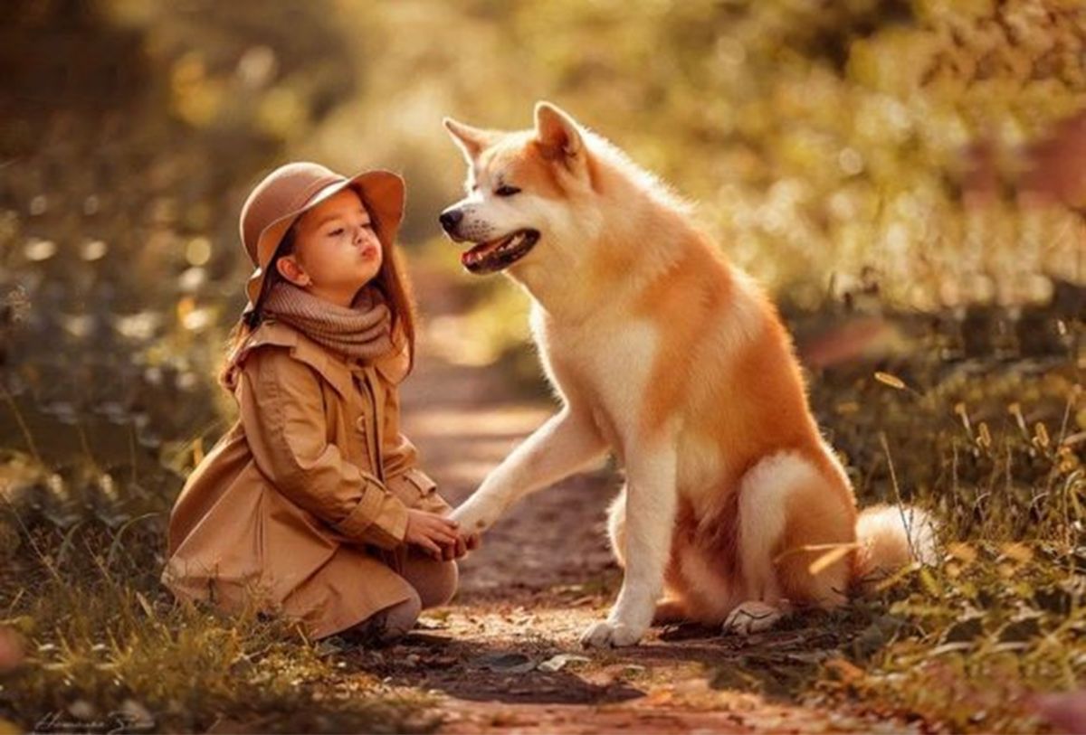 The 21 Most Affectionate Dog Breeds HubPages