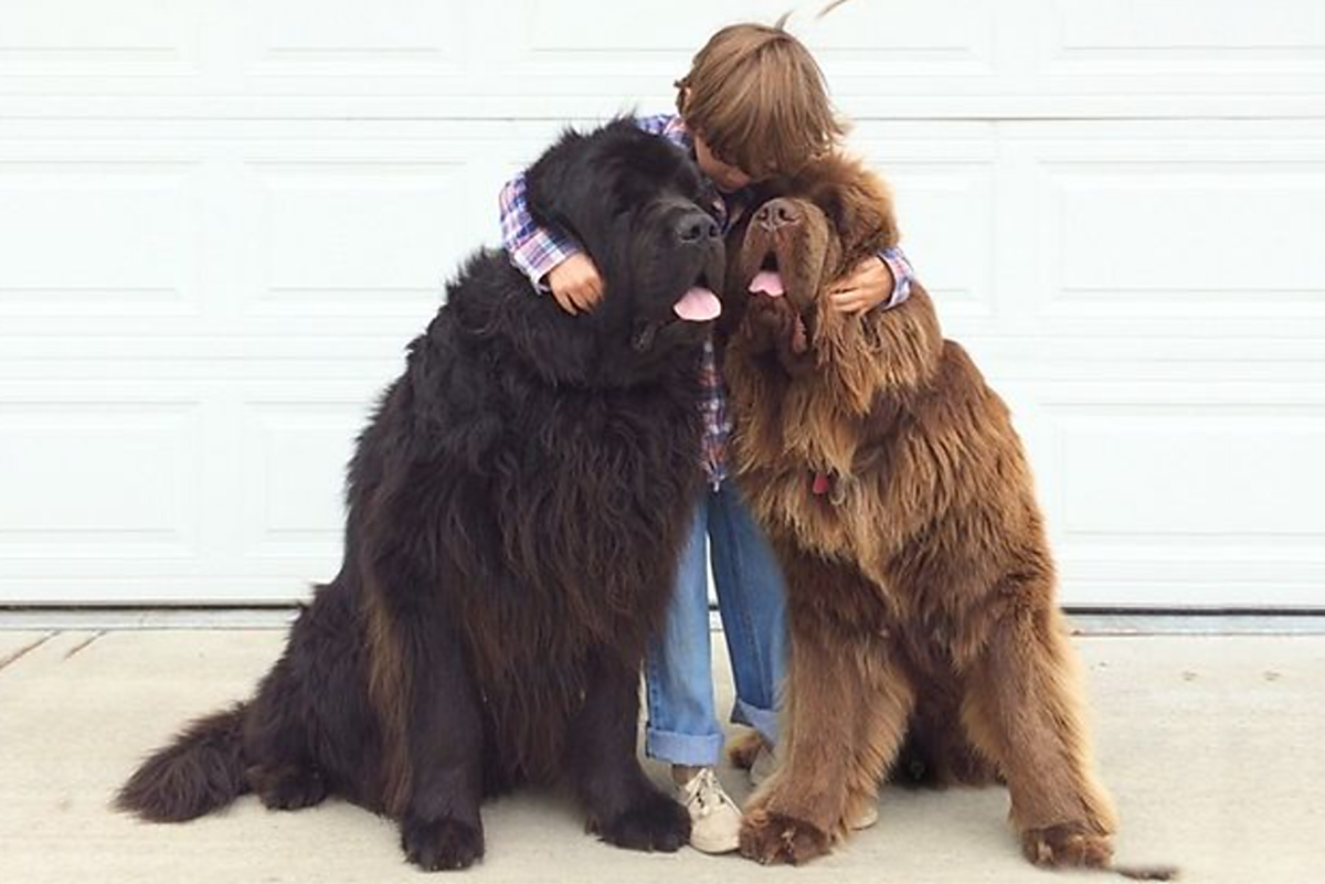 The 21 Most Affectionate Dog Breeds - HubPages