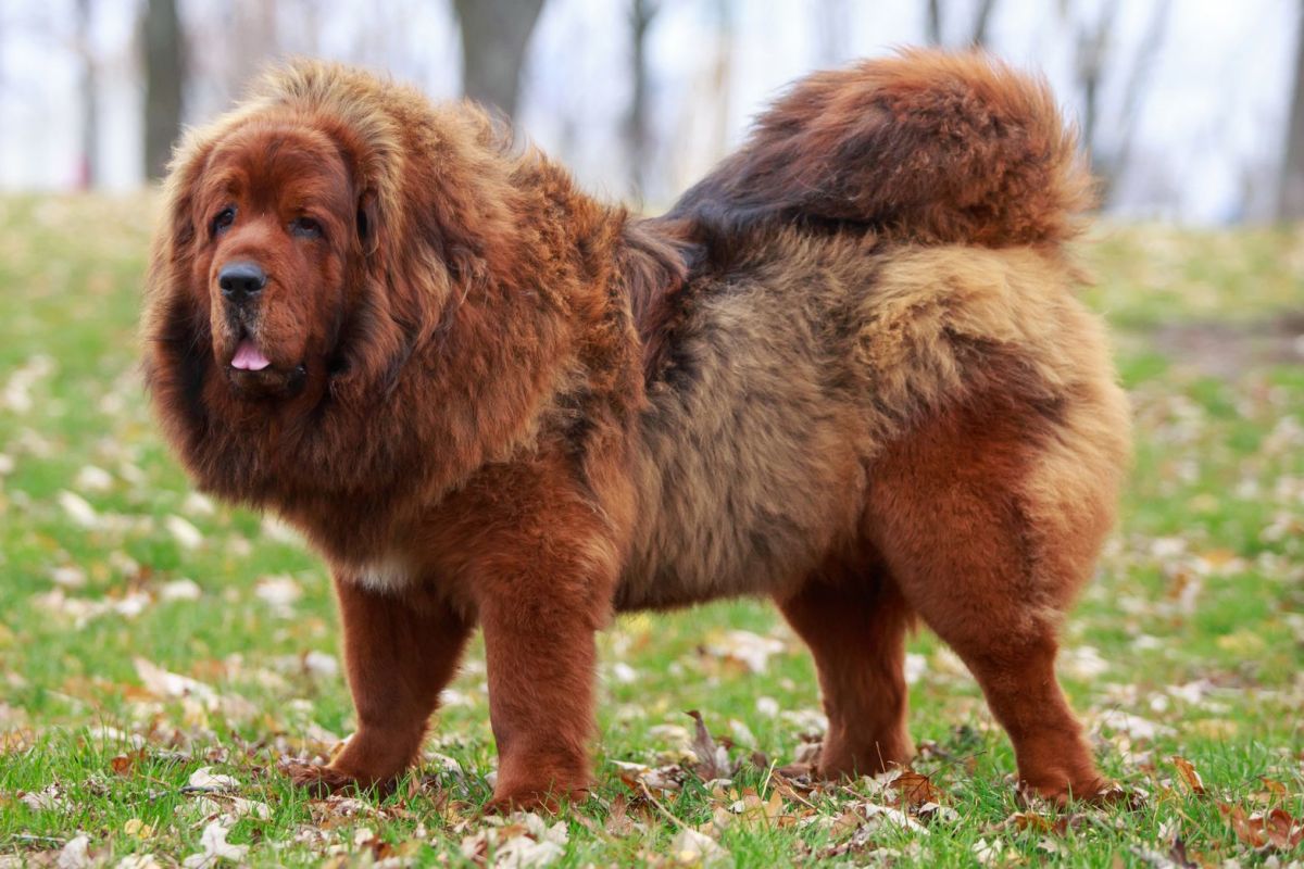 Tibetan Mastiff: Dog Breed Origin, Characteristics, Facts and Caring Tips
