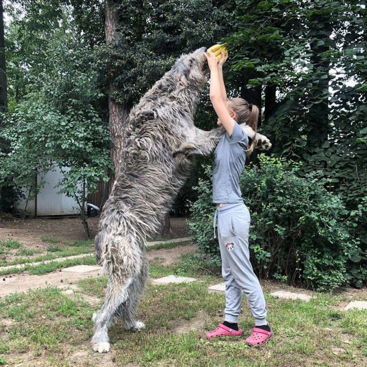 7 Tallest Dog Breeds in the World: Furry Giants Among Us
