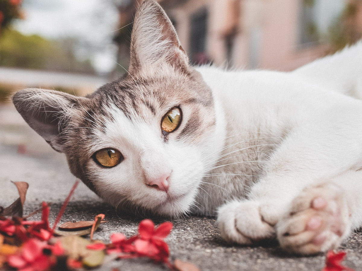 7 Reasons People Choose Not to Neuter Their Cat