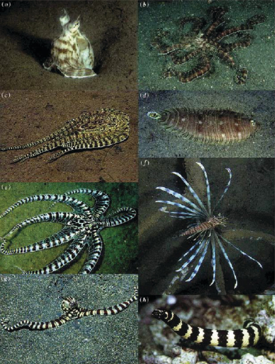The Mimic Octopus, Master of Disguise HubPages